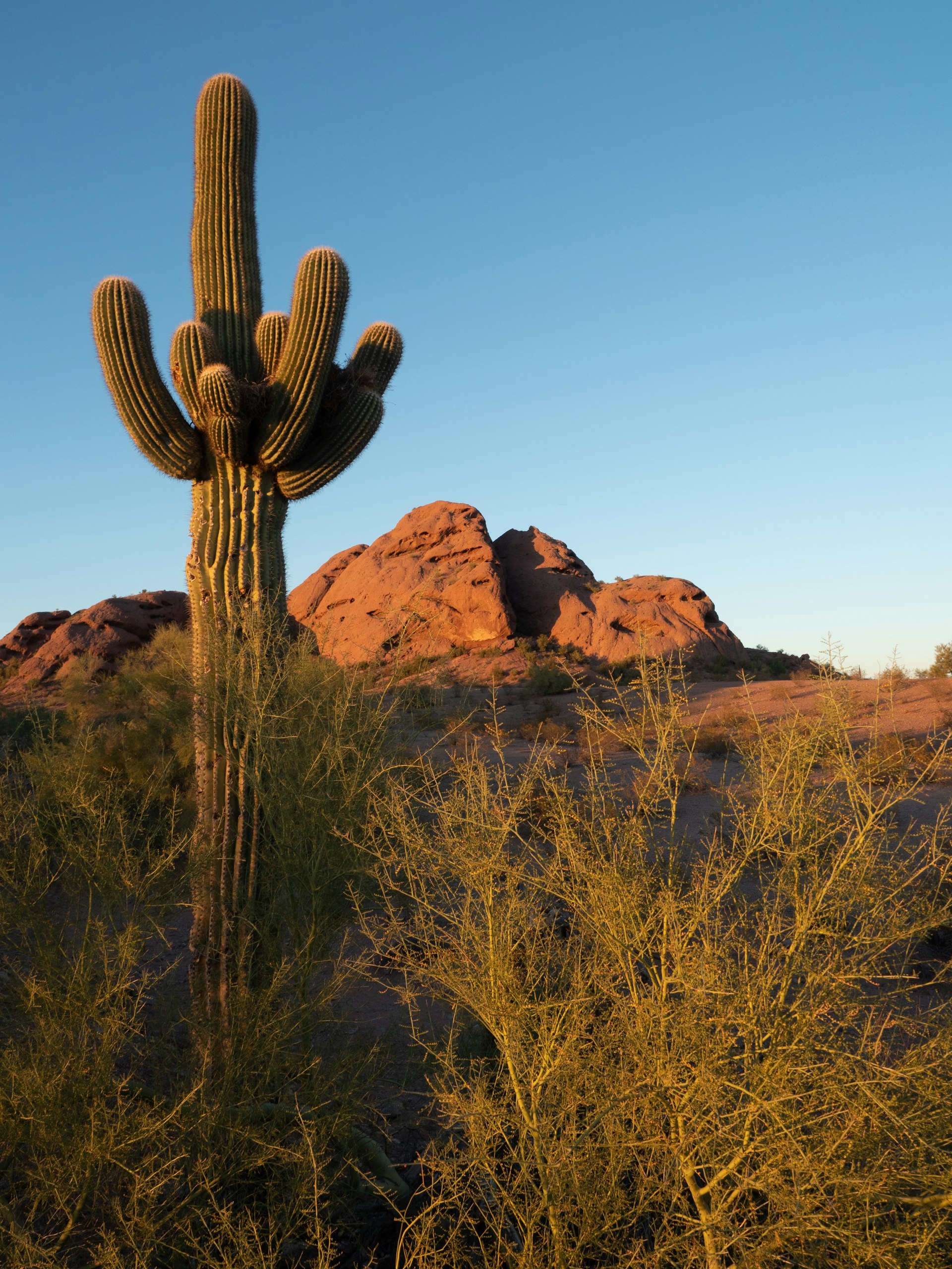 Saguaro cactus in front of the red rocks of Papago Park, Phoenix